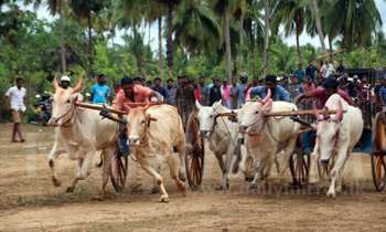 Cattle race to condemn slaughter