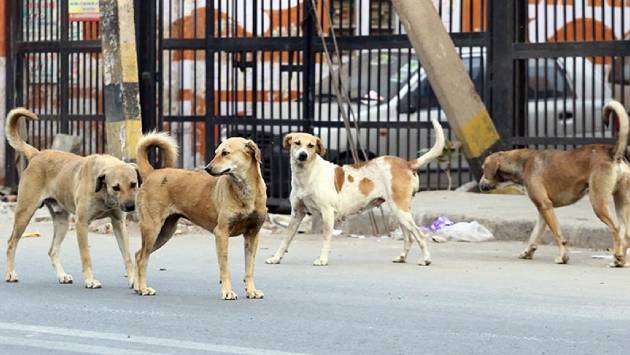 Police deny removing street dogs, beggars for Modi’s visit