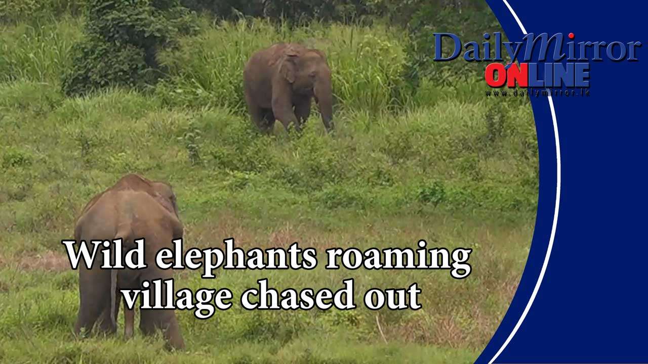 Wild elephants roaming village chased out