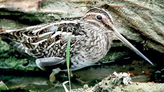 An environmentalist’s plea to protect the Pepiliyana Wetland