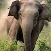 Elderly man dies in elephant attack