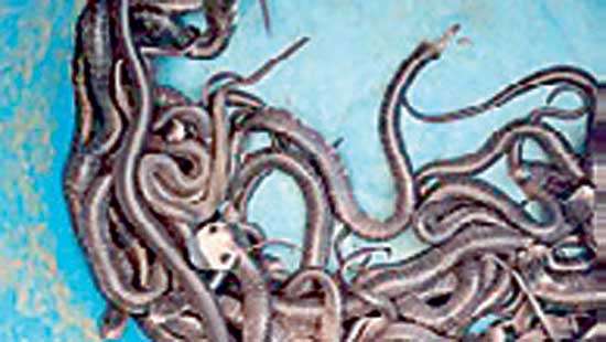 Cop releases brood of young cobras into forest