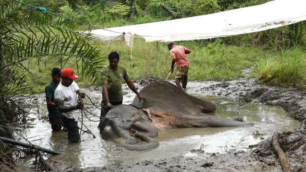 Another elephant found dead