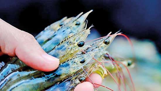 Disaster hits Puttalam’s prawn industry