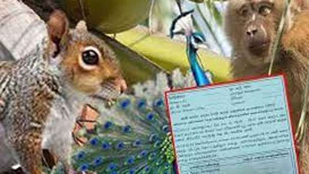 Signs of delay in National Animal Census data