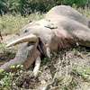 Sri Lanka records highest number of elephant deaths
