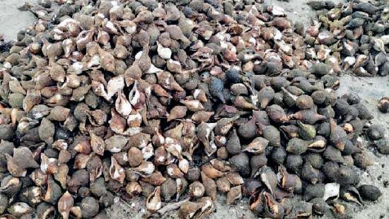 A suspect arrested with 3000 conch shells at Kalpitiya