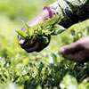 Sri Lanka 1Q24 tea exports dollar earnings at six year high