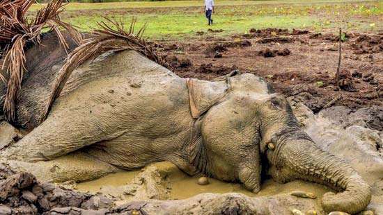 Can Rural Poverty Be Eliminated by Fuelling  Human-Elephant Conflicts?