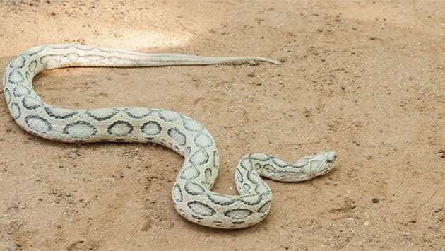 Bangladesh reels from surge in snake bites