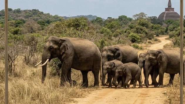 Elephant corridors to be restored under new Human-Elephant Conflict strategy