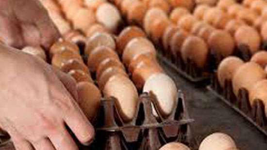 Large egg stocks stuck in warehouses due to gas, flour shortages cause price decreases: Egg Producers'