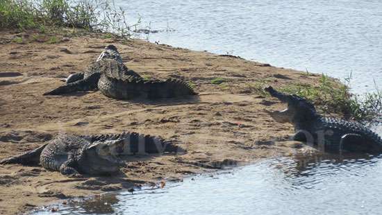 Crocodiles on the loose