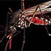 Sri Lanka Latest News,Political News,Top headlines-DailyMirror-print