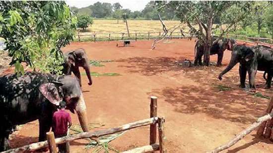 First elephant breeding ground, hospital opened in Habarana