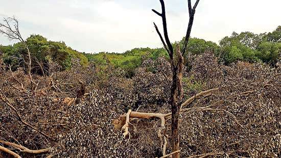 Extensive damage to the ecosystem Wanathawilluwa mangroves illegally cleared by racketeers