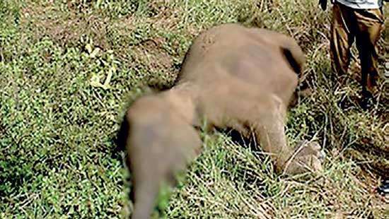 Two wild elephants run over at Mankulam