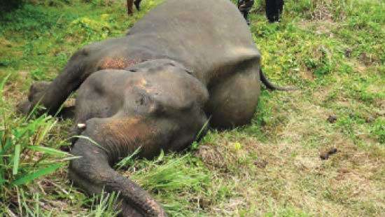 Sarath Fonseka wants human-elephant conflict resolved by military forces