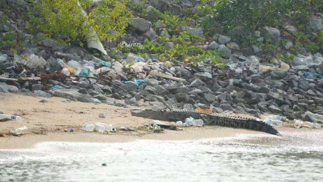 No proven ways to stop crocodiles from reaching shore: Official