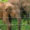 50 elephants dead due to electrocution so far this year: CEB