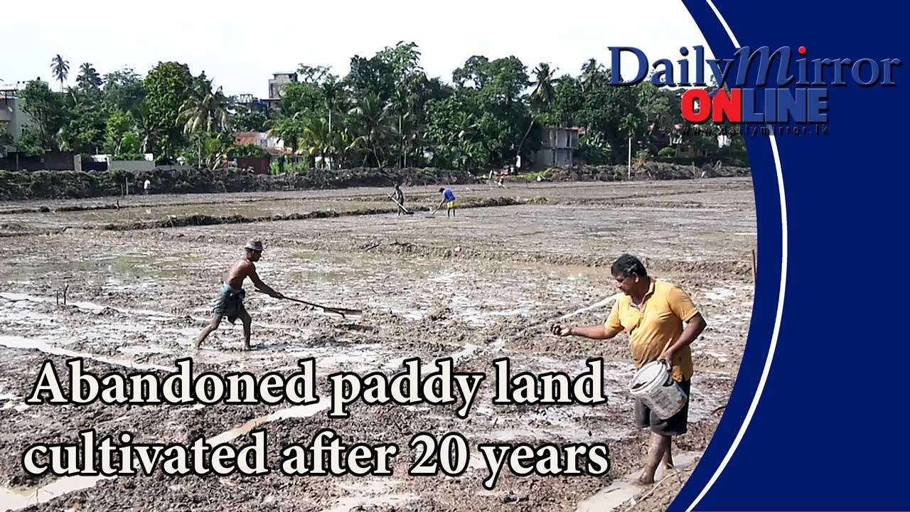 Abandoned paddy land cultivated after 20 years