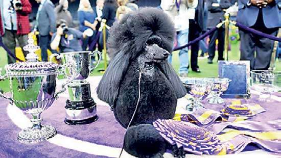 Standard poodle crowned top dog at Kennel Club show