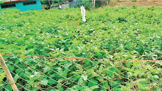 Shortage of  seed potatoes