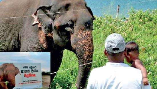 Don’t  feed  the elephant!