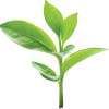 Good demand at tea auction this week despite dip in offering