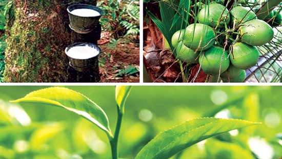 Focus more on developing tea, rubber, coconut & minor export crop plantation sector