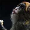 Twelfth monkey dies in HK zoo amid bacterial outbreak