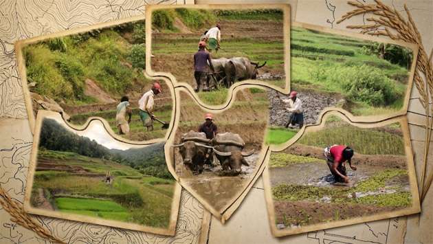 Traditional paddy farming...
