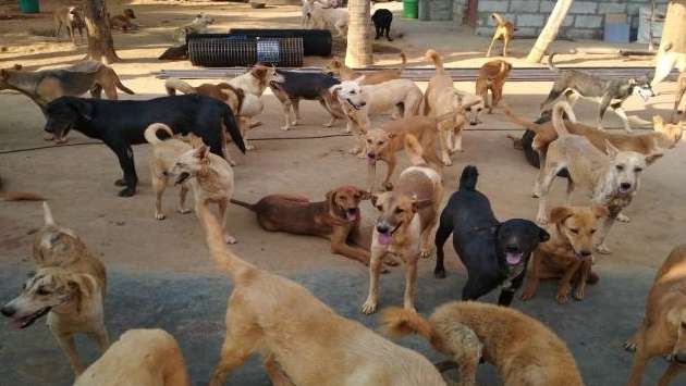 Govt. mulls dog orphanages instead of sterilisation programmes: Vets