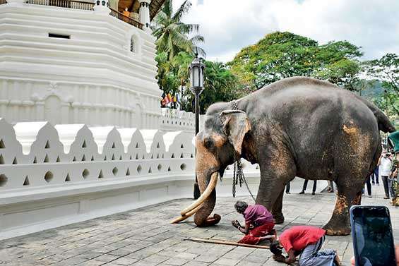 Nedungamuwe Raja leaves Kandy