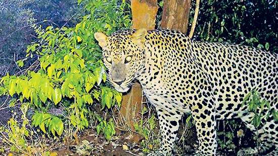 The Leopard - An Ideal Conservation Umbrella Lankan leopards a Symbol of hope