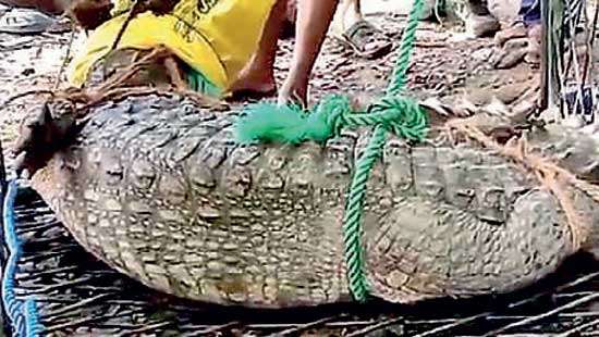 Crocodile trapped from Menik Ganga