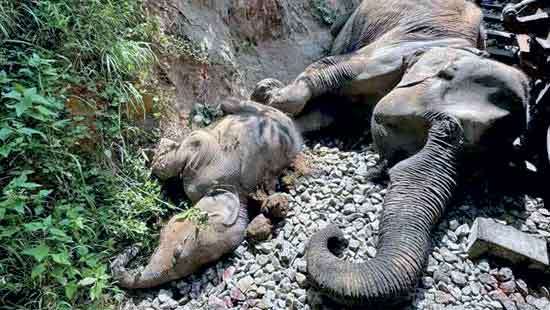 Our elephants are dying, no solution up to now