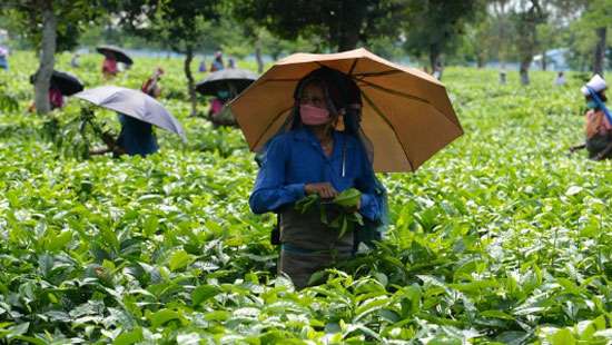 Covid-19 brews trouble for tea amid disrupted supply