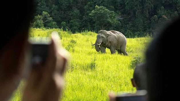 Village-based tourism can help protect wild elephants: AWC