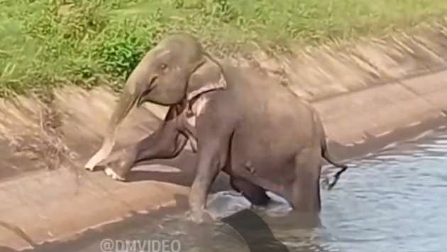 She elephant falls into Z-D canal; saved after three-hour operation