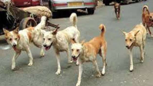 Five-year dog population control plan to be launched in Kataragama