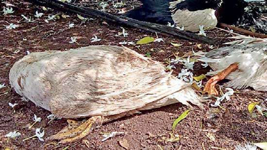 Dozens of drifting duck carcasses found on Lake Beira Has anyone released  poisonous cleaning chemicals  into the water?