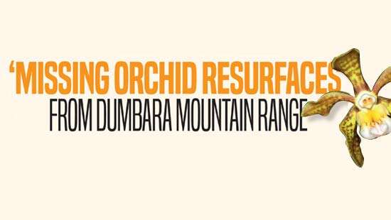 ‘Missing Orchid resurfaces’  from Dumbara mountain range