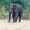 Court orders capture and release of tusker Agbo into forest reserve