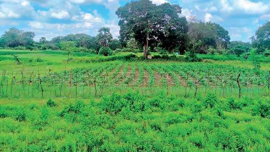 Climate change and farmers’ struggles in Mannar