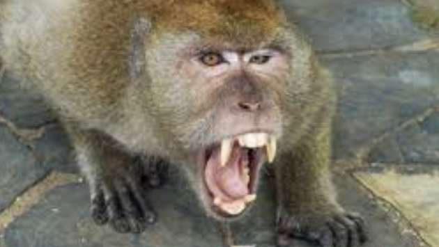 Foreigner bitten by monkey, performer arrested