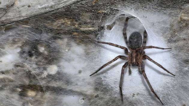 World’s biggest spider’s web discovered in cave