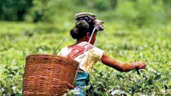 New plantation sector wage hike plan lacks economic logic: PA