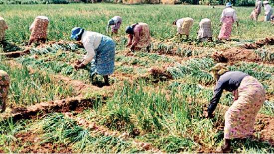 From Farmer to consumer:  the wider impacts of Agro-chemicals