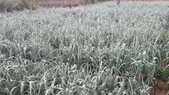 Hail storm hits Nuwara Eliya